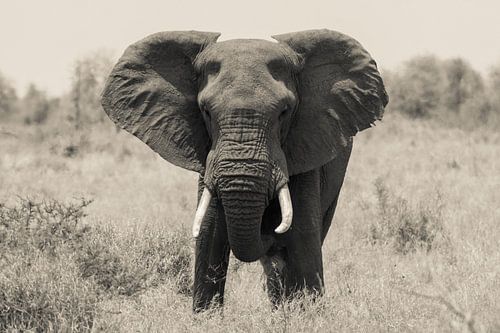 African elephant from the front