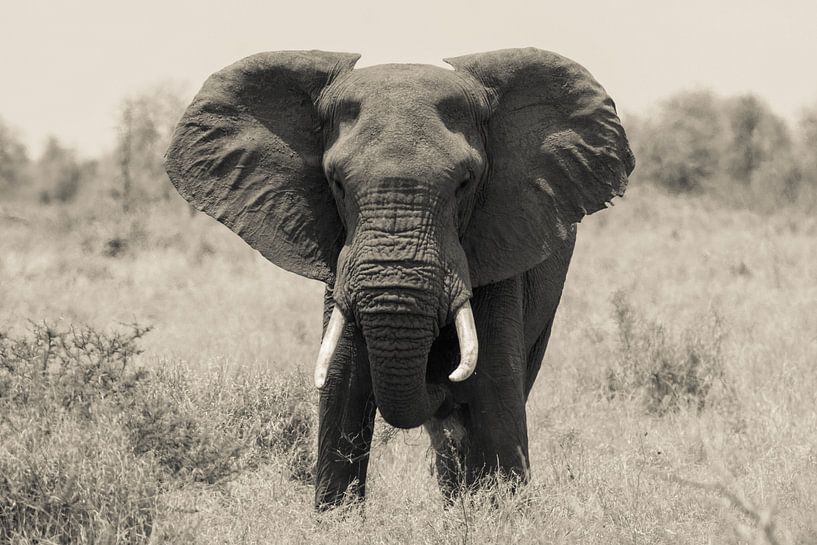 African elephant from the front by Stephan Tamminga