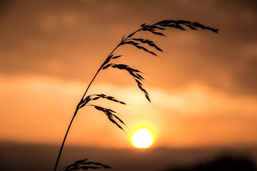 Schilf vor Sonnenuntergang.