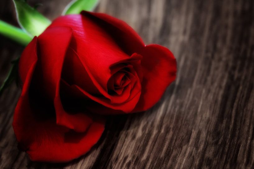 C'est juste une rose rouge par LHJB Photography