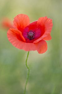 Coquelicot avec bokeh doux