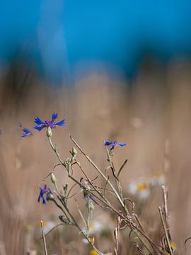 Hemelsblauwe korenbloemen van Elvira Werkman