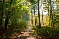 Forest path
