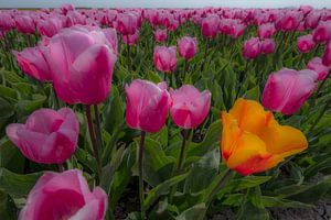 Tulpenveld van Moetwil en van Dijk - Fotografie