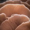 Couche de champignons sur Mark Sluijmers