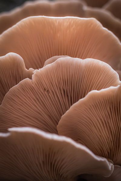 Couche de champignons par Mark Sluijmers