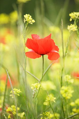 Wilde bloemenweide met papaver, Val d'Orcia, Toscane, Italië