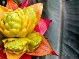Bromelia van Rietje van der Meer