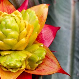 Bromelia van Rietje van der Meer