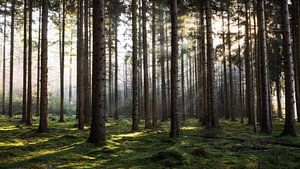 Een Betoverend Bos: Zonnestralen in een Groen Paradijs