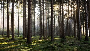 An Enchanted Forest: Sunbeams in a Green Paradise