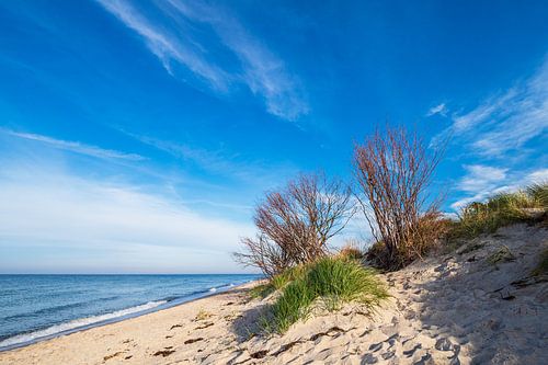Trees at the west beach on Fischland-Darß
