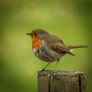 Roodborst