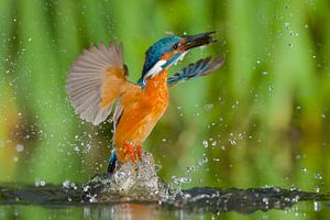 Gotcha! by Kingfisher.photo - Corné van Oosterhout