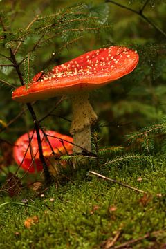 Paar paddenstoelen