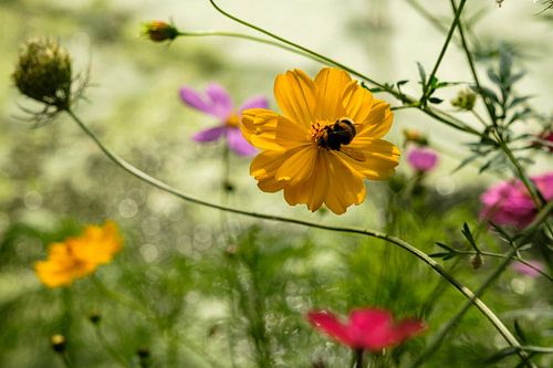 La nature dans toute sa splendeur