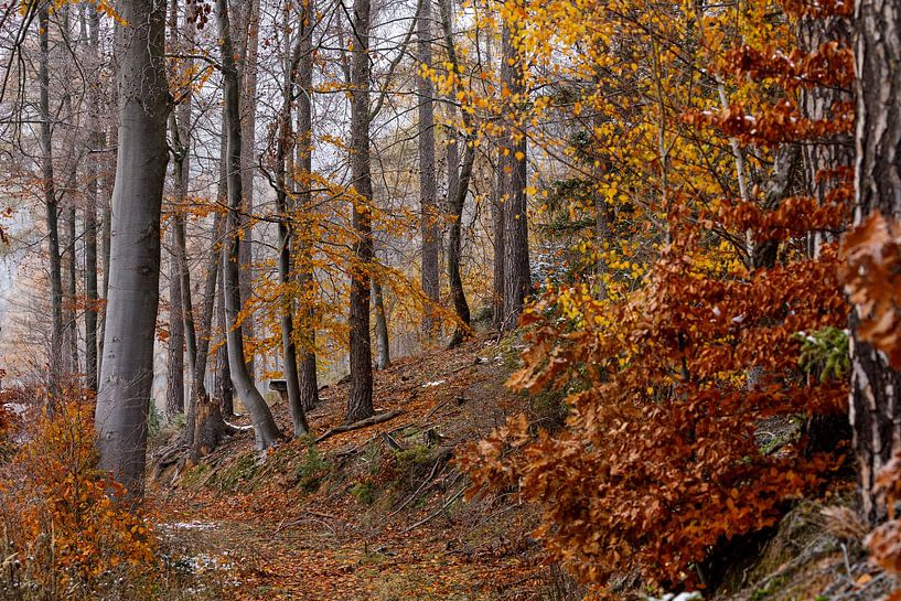 Herbstliche Farben des Waldes von Roland Brack