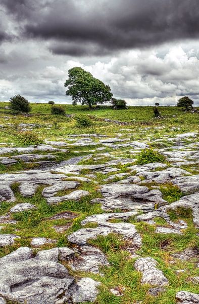 Boom in het kalksteenlandschap van The Burren, Ierland. van Hans Kwaspen