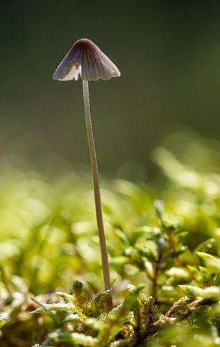 Paddenstoel tussen het mos