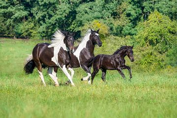 Barock Pinto Paarden met het Leuke Galopperen van het Veulen van Katho Menden