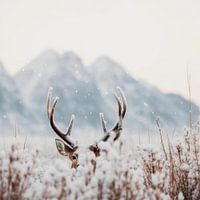 Shy Deer