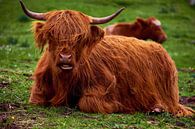 Schotse Hooglander stier van Ineke Huizing thumbnail