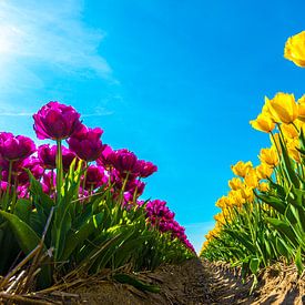 Yellow and purple tulips with sunshine by Ruurd Dankloff