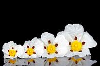 Gum rockrose - Cistus ladanifer  in de velden van Alentejo, Portugal van Eye on You thumbnail