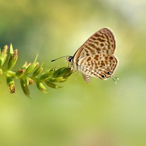 Schmetterling
