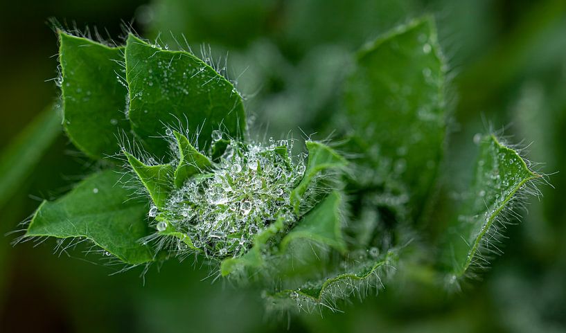 Dauwdruppels op plant. van Huub de Bresser