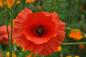rote Klatschmohnblüte, Nahaufnahme