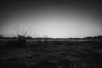 Lohn und betrunkene Dünen