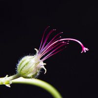 Bloem zonder blaadjes