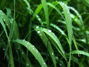 Pluie de mai sur Claudia Moeckel