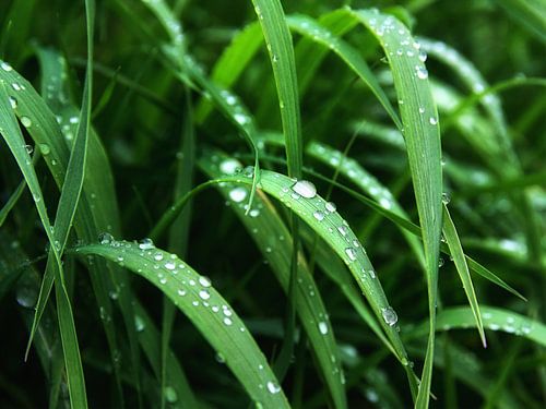 Regen im Mai von Claudia Moeckel