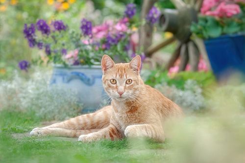 Schattige gemberkleurige kat in een bloeiende tuin van Katho Menden