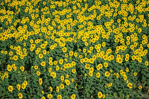 Zonnebloemen in bloei in de Provence tijdens een zomerse dag