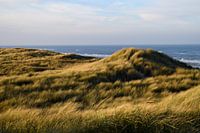 Winter dune landscape in morning light on the Wadden Island of Texel