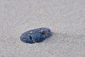 Lieveheersbeestje op een steen in zand. van Adriana