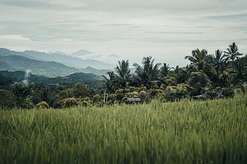 Authentiek tropisch uitzicht in Bali, Indonesië van Troy Wegman