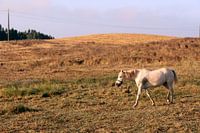 White horse in the Portugese countryside