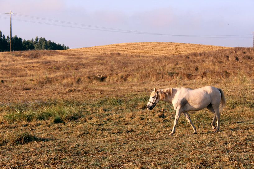 White horse in the Portugese countryside by Deborah S