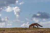 Renard marchant dans les dunes par Menno Schaefer Aperçu