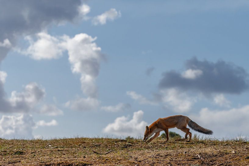 Renard marchant dans les dunes par Menno Schaefer