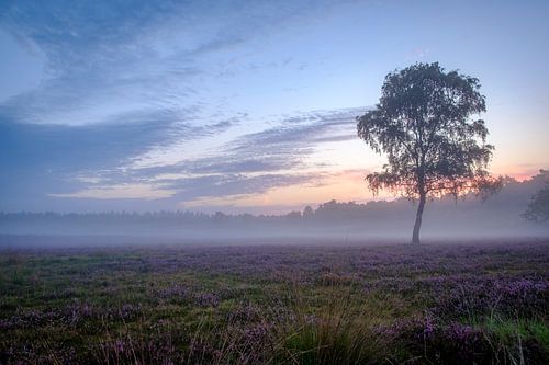Berkenboom omringd door bloeiende Heideplanten tijdens zonsopgang