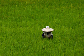 The guardian of Sumatra’s sacred rice fields by Frank Photos