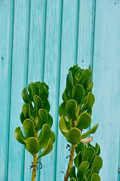 Groen en blauw van Myrthe Visser-Wind