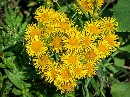 Yellow meadow flowers