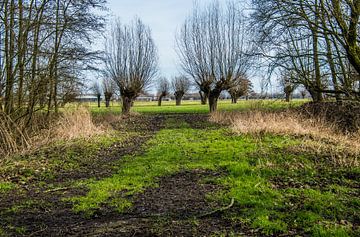 Alblasserbos in de Alblasserwaard van Consala van  der Griend