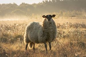 Drents heideschaap auf dem Dwingelderveld: Schönes Licht und Heidekraut im Nebel